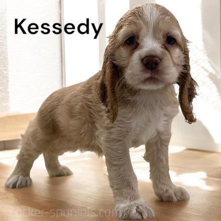 puppy, for, sale, Cocker Spaniel, Joe & Cherri  Overlease, dog, breeder, Miller, MO, dog-breeder, puppy-for-sale, forsale, nearby, find, puppyfind, locator, puppylocator, aca